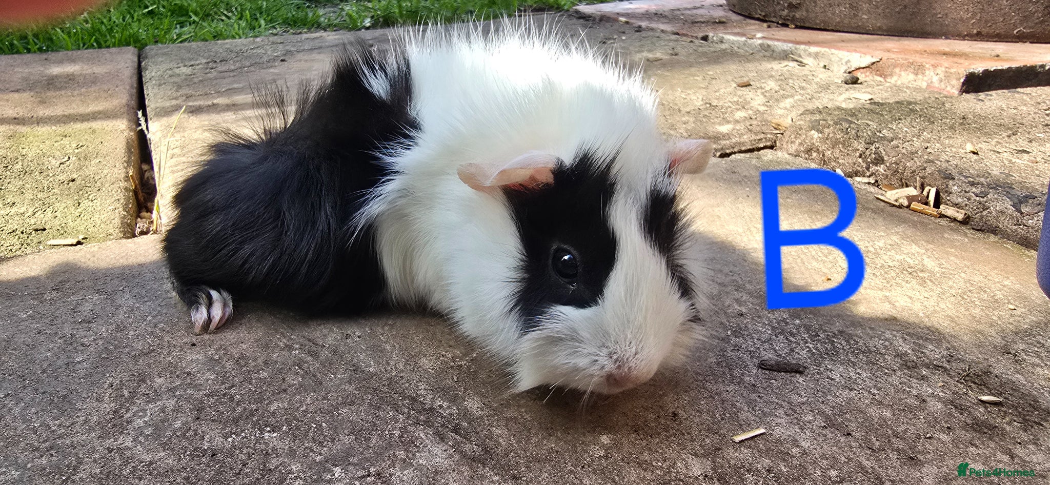 Guinea Pig rodents Mixed Guinea pigs 7 weeks old - Advert 1