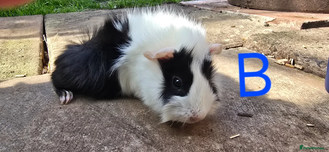 Guinea Pig rodents for sale: Mixed Guinea pigs 7 weeks old - Advert 1