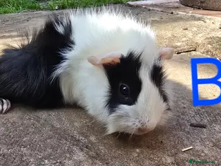 Guinea Pig rodents Mixed Guinea pigs 7 weeks old - Advert 1