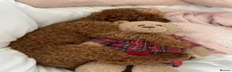 Cavapoochon dogs for stud: Red Cavapoochon Stud - Advert 5