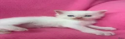Ragdoll cats for sale: 5 Beautiful Fluffy Ragdoll Kittens  - Advert 13
