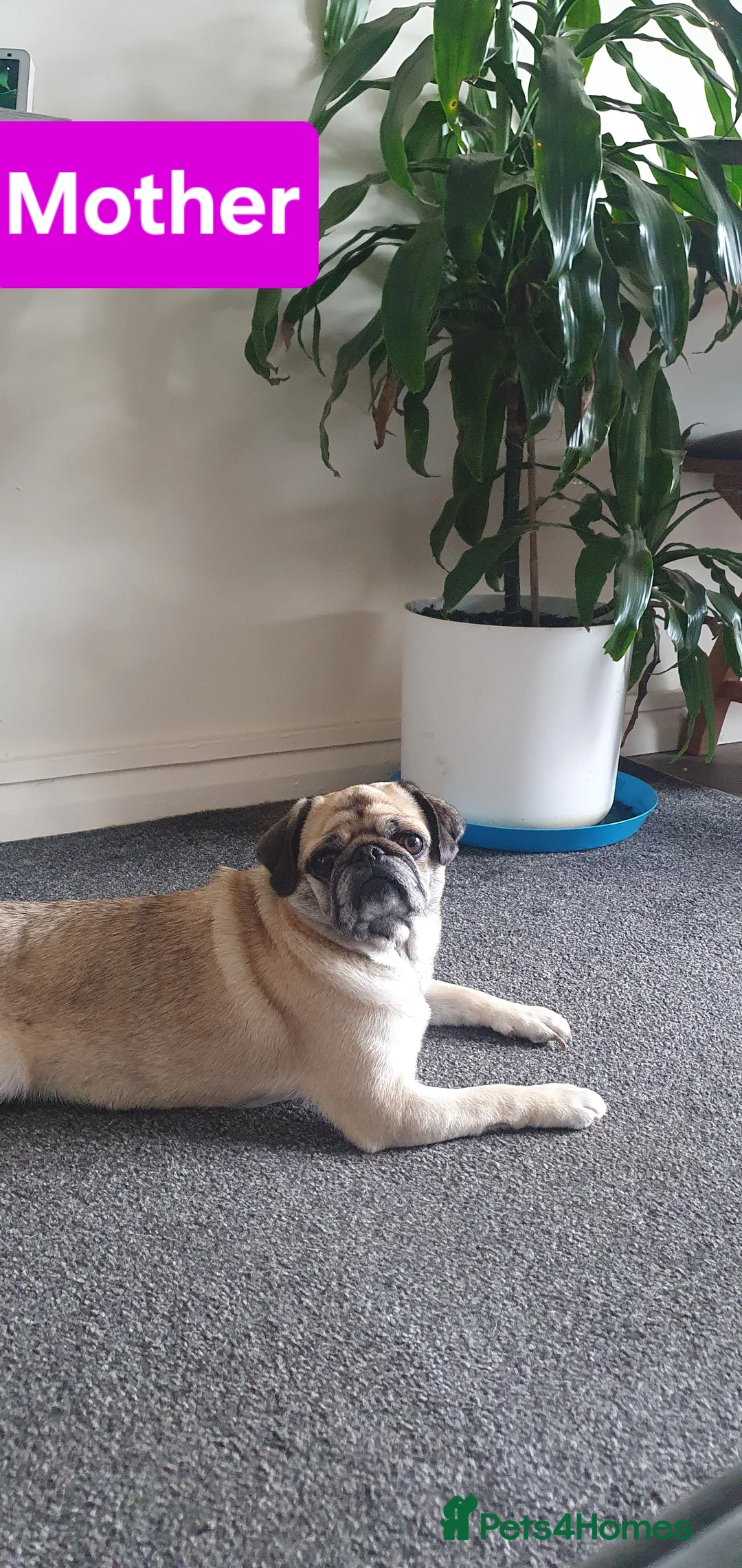 Pug dogs for sale: Family Pug , looking for new forever home - Advert 2