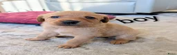 Labrador Retriever dogs for sale: Kc registered labrador puppies - Advert 9