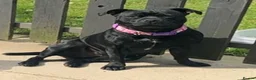 Staffordshire Bull Terrier dogs for sale: Beautiful K.C Staffordshire bull terrier puppies - Advert 1