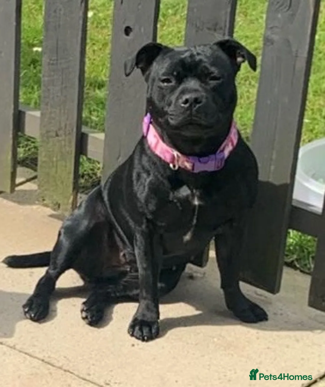 Staffordshire Bull Terrier dogs for sale: Beautiful K.C Staffordshire bull terrier puppies - Advert 1