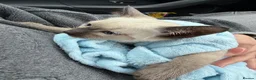 Siamese cats for sale: Poe is looking for her forever home  - Advert 4