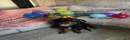 Mixed Breed dogs for sale: Staffordshire X Rottweiler  - Advert 8