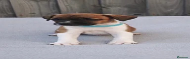 Plummer Terrier 4