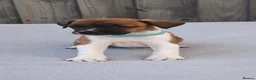 Plummer Terrier dogs for sale: Beautiful Plummer terriors  in Bradford - Advert 3