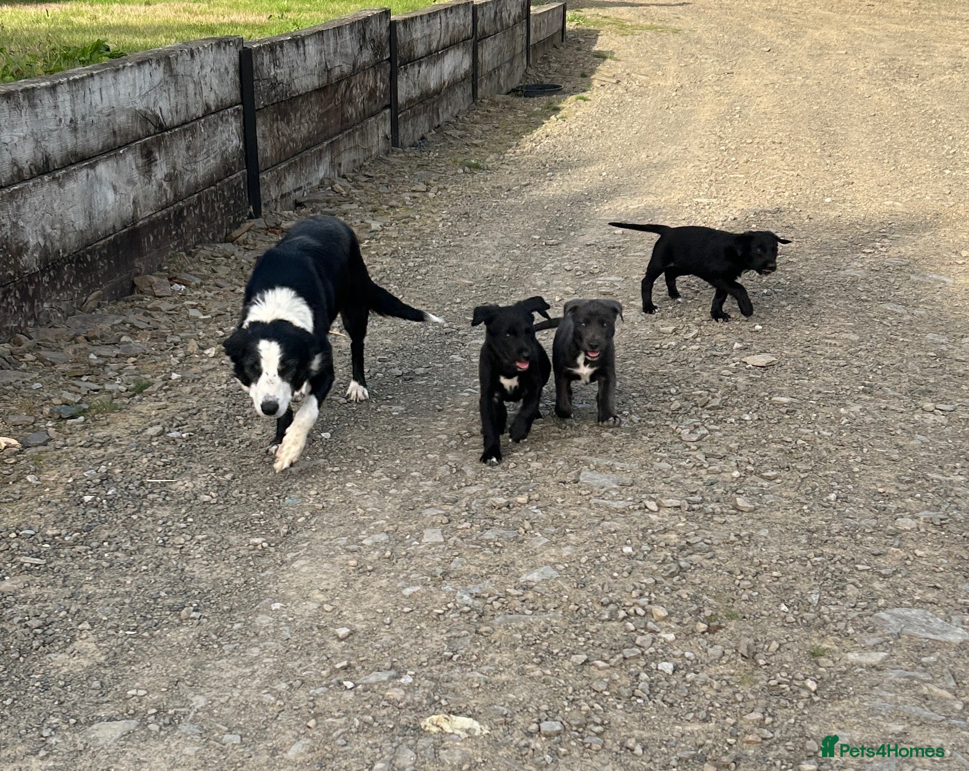Border Collie dogs 5 Collie Pups - Advert 2