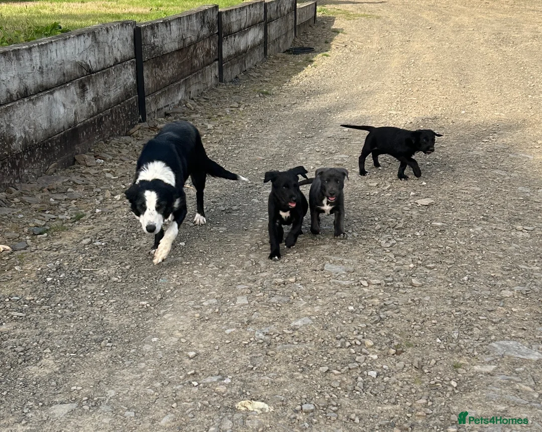 Border Collie dogs for sale: 5 Collie Pups - Advert 2