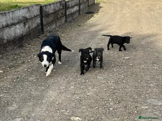 Border Collie dogs 5 Collie Pups - Advert 2