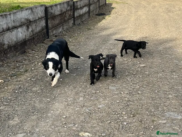 Border Collie dogs for sale: 5 Collie Pups - Advert 2