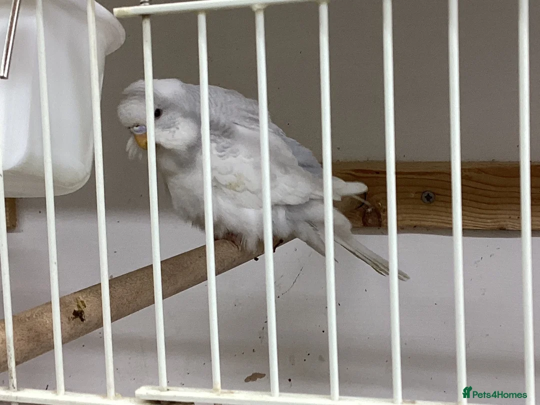 Budgerigars birds for sale: New baby budgies nice colours  - Advert 2