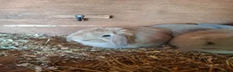 Mini Lop rabbits for sale: Stunning lop eared updated 14/04 - Advert 3