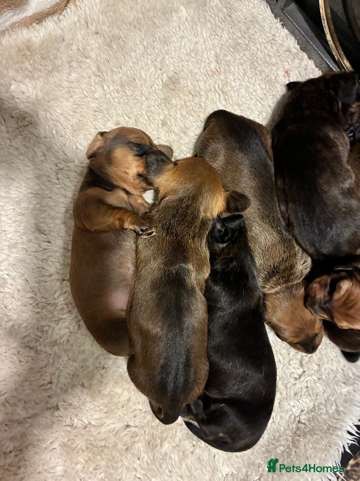 Dachshund dogs for sale: Miniature dachshunds  - Advert 1