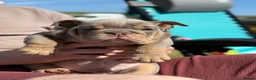 English Bulldog dogs for sale: KC English bulldog puppies  - Advert 1
