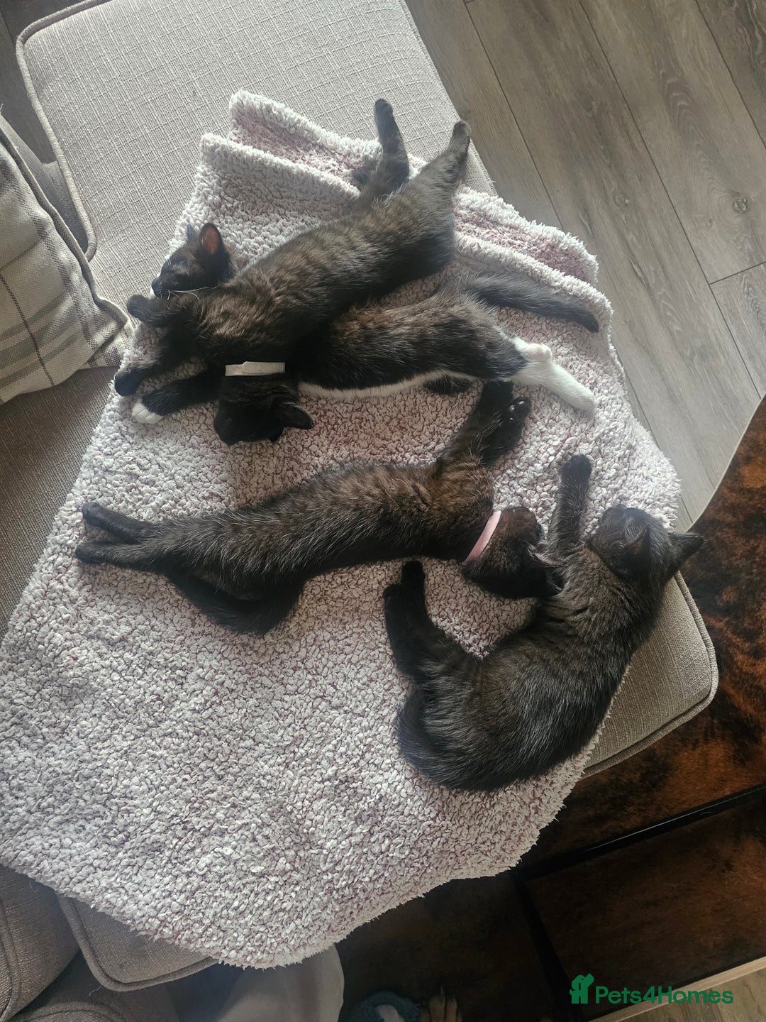 Mixed Breed cats for sale: 4 female kittens looking for forever homes  - Image 1