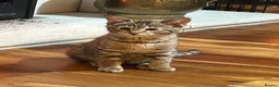 Savannah cats for sale: F2 Savannah  - Advert 5