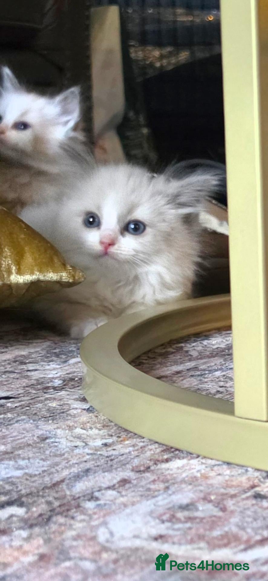 Ragdoll cats Beautiful Blue Ragdoll Kittens 2 Boys & 3 Girls - Advert 3