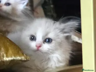 Ragdoll cats Beautiful Blue Ragdoll Kittens 2 Boys & 3 Girls - Advert 3