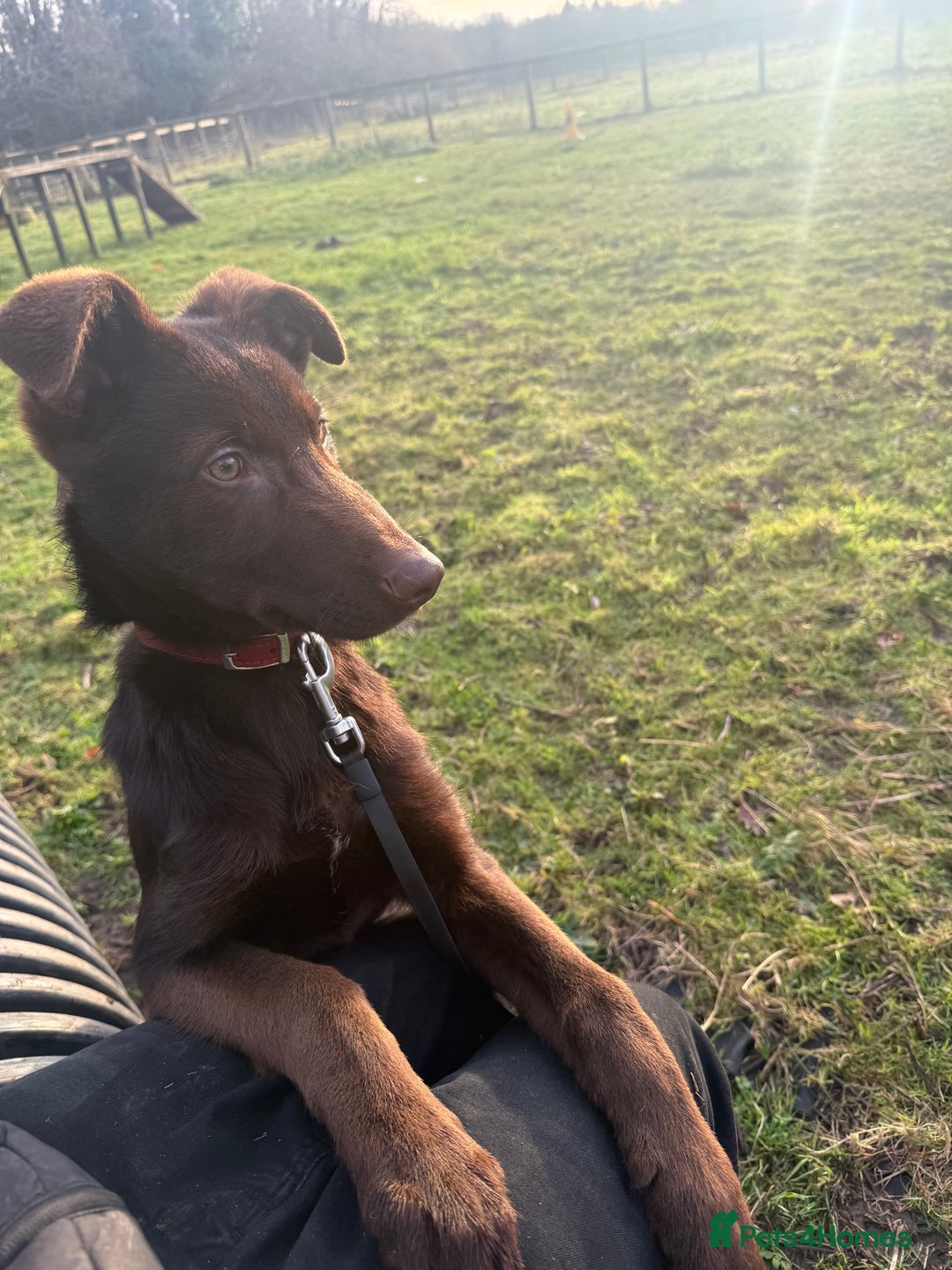 German Shepherd dogs for sale: Liver & Tan German Shepherd Young, Male, Trained  - Advert 19