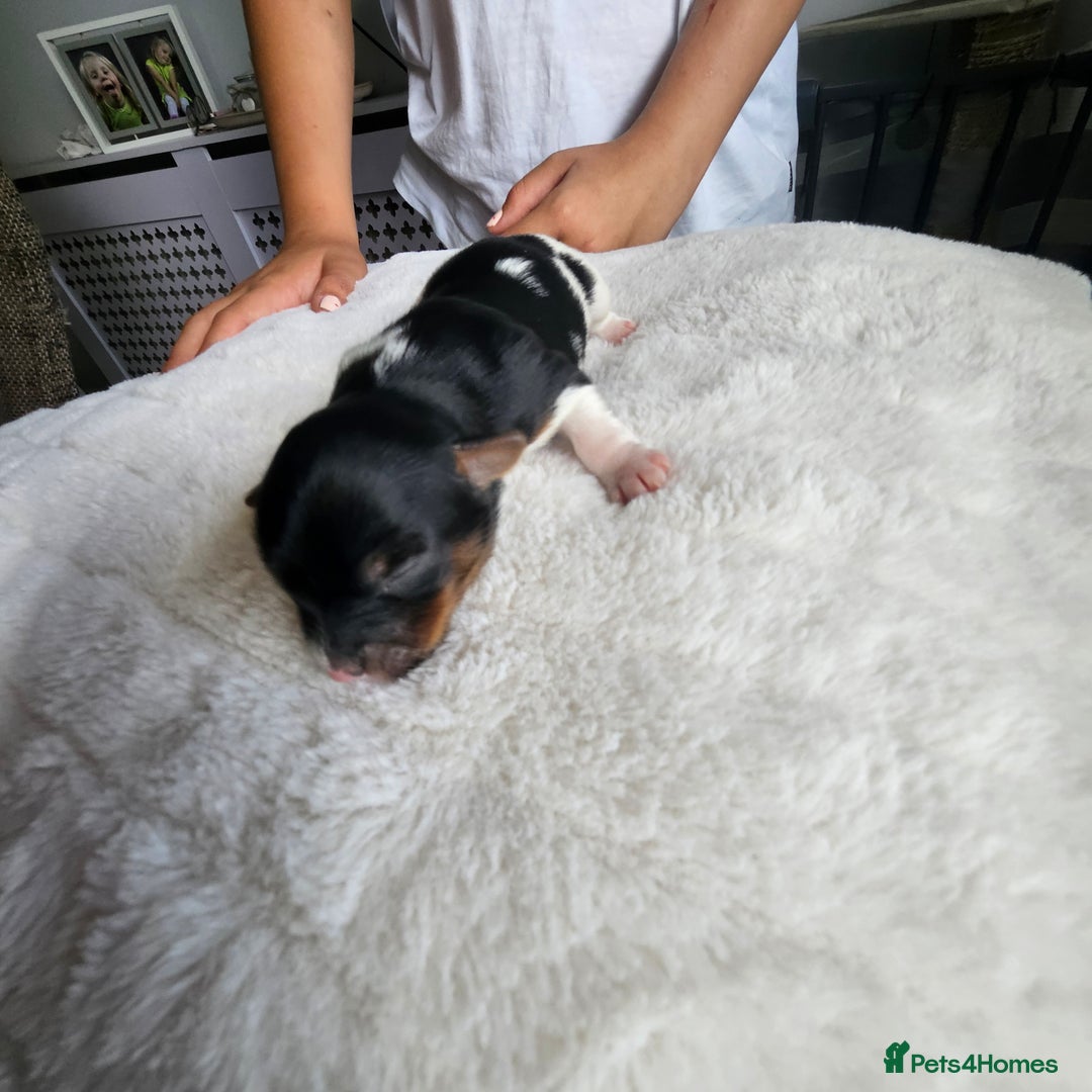 Yorkshire Terrier dogs for sale: 5 szczeniąt York terrier (Biewer) - Image 21