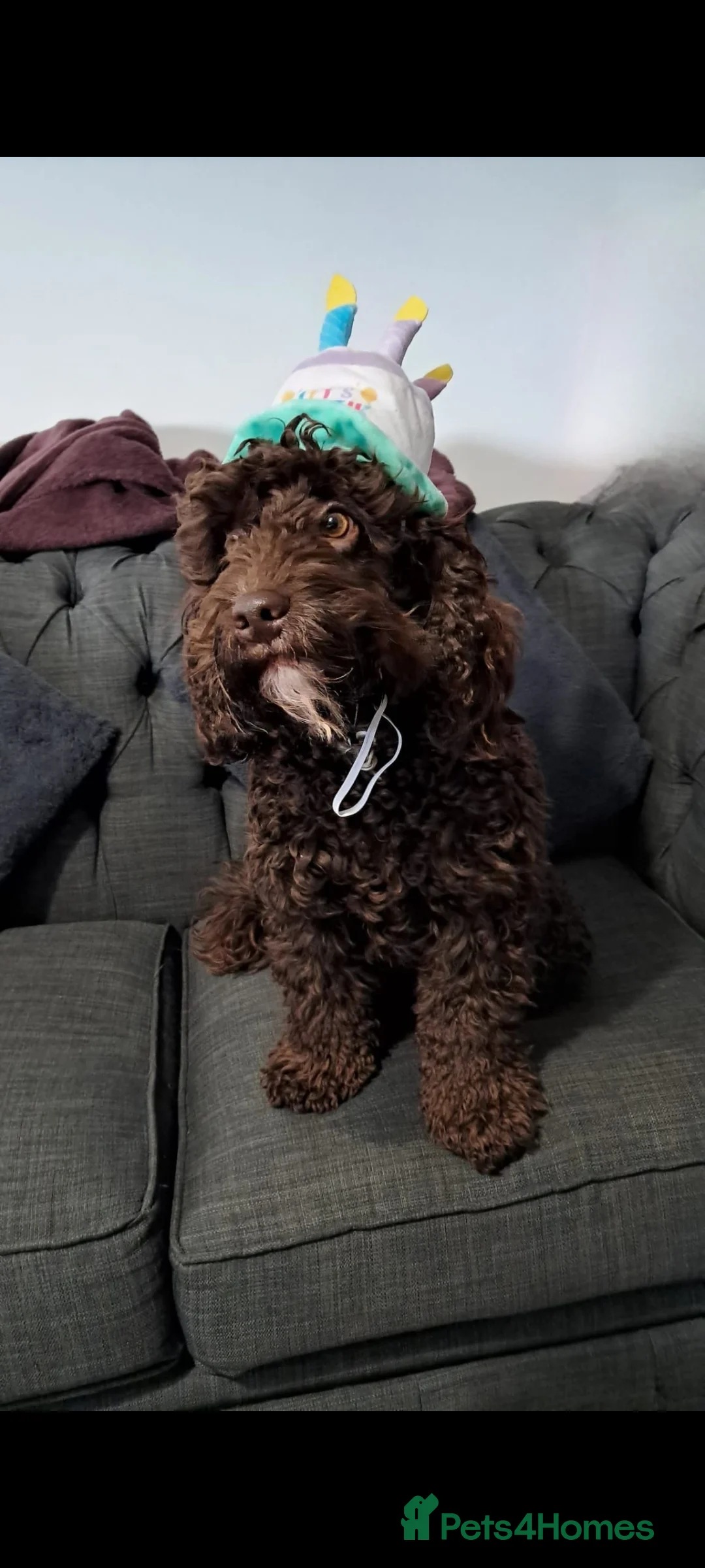 Cockapoo dogs for stud: Cockapoo F2 chocolate proven  - Advert 2