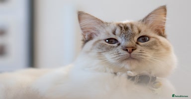 Ragdoll cats - Advert 14
