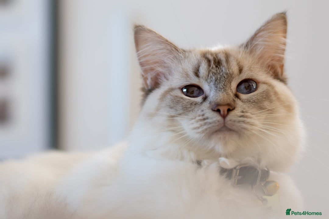 Ragdoll cats for sale: Ready Now GCCF Ragdoll Kittens Irresistibly Cuddly - Image 2