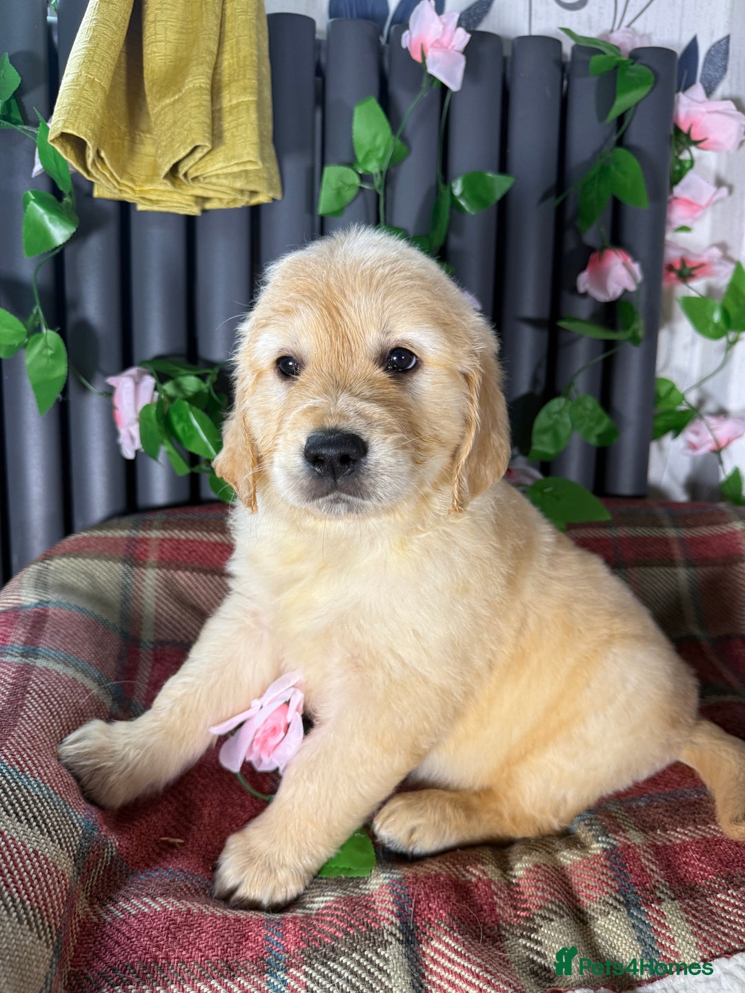 Golden Retriever dogs for sale: Handsome male golden retriever puppies for sale - Image 13