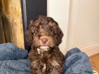 Cockapoo dogs for sale: F2 Cockapoo puppies - Advert 1