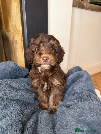 Cockapoo dogs F2 Cockapoo puppies - Advert 5