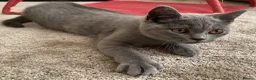 British Shorthair cats for sale: Last Exclusive Pedigree British Shorthair Girl in Bournemouth - Advert 7