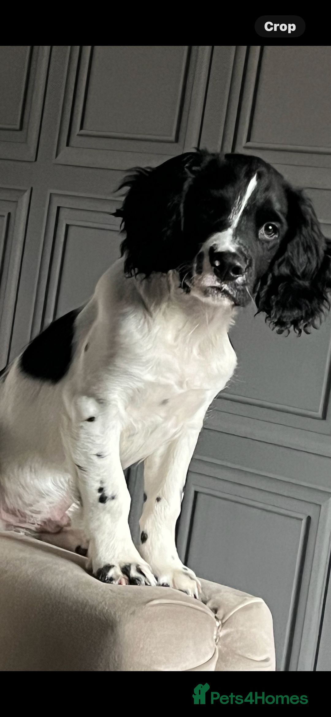 Mixed Breed dogs for sale: Sprocker puppy’s  - Image 2