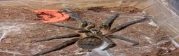 Tarantulas invertebrates for sale: Golden Blue Leg Baboon SA/M - Advert 2