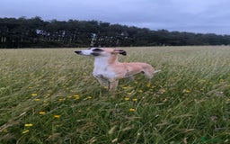 Mixed Breed dogs for sale: Female lurcher x - Advert 4