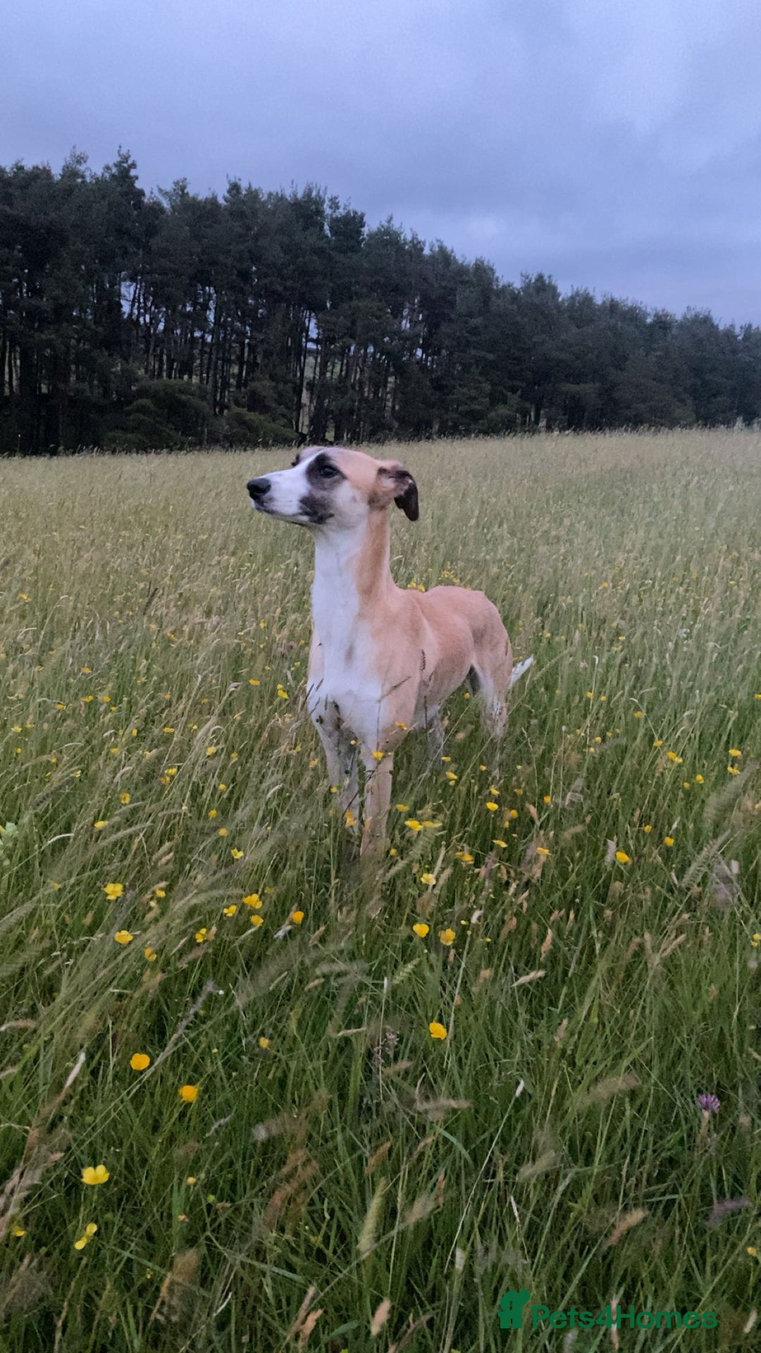 Mixed Breed dogs for sale: Female lurcher x - Advert 4
