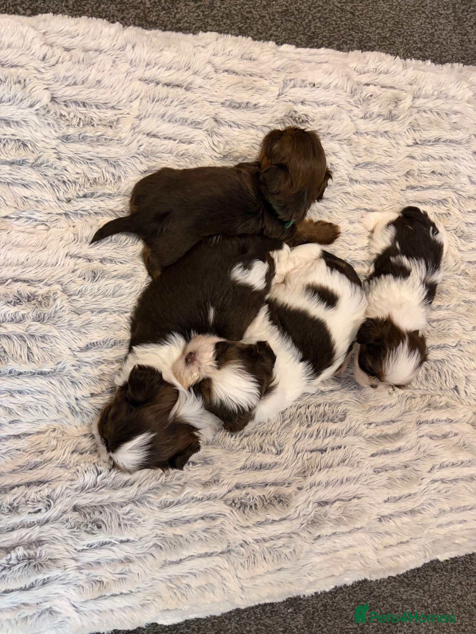 Shih Tzu dogs Karashishi Full KC imperial Shih-Tzu pups for sale - Advert 1