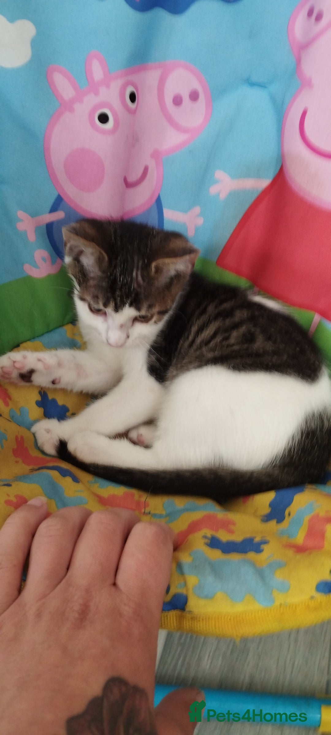 British Shorthair cats for sale: Kittens search new homes  - Image 1