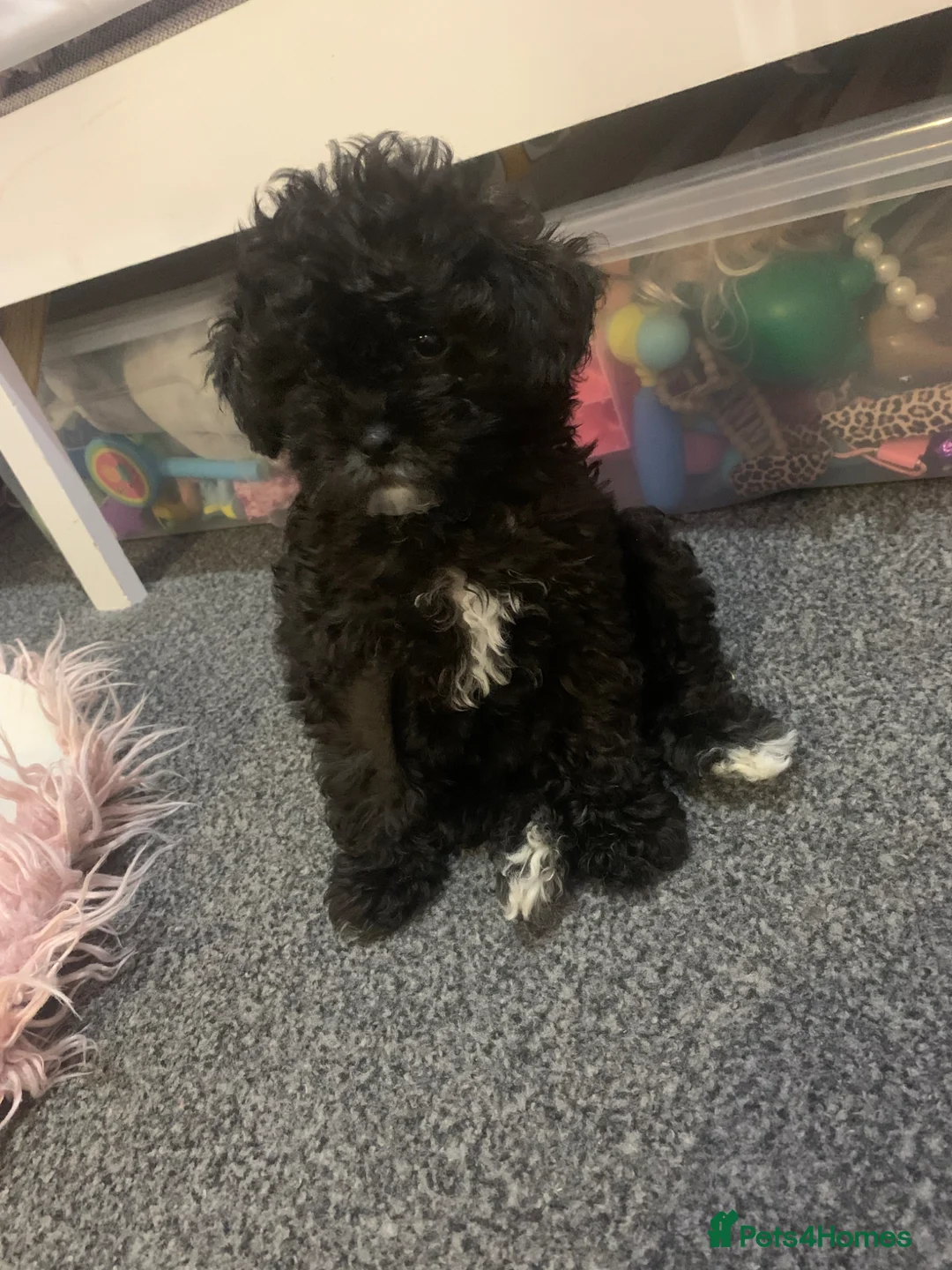 Shihpoo dogs for sale: ‼️READY NOW‼️ - Advert 1