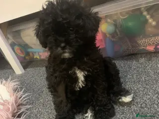 Shihpoo dogs ‼️READY NOW‼️ - Advert 6