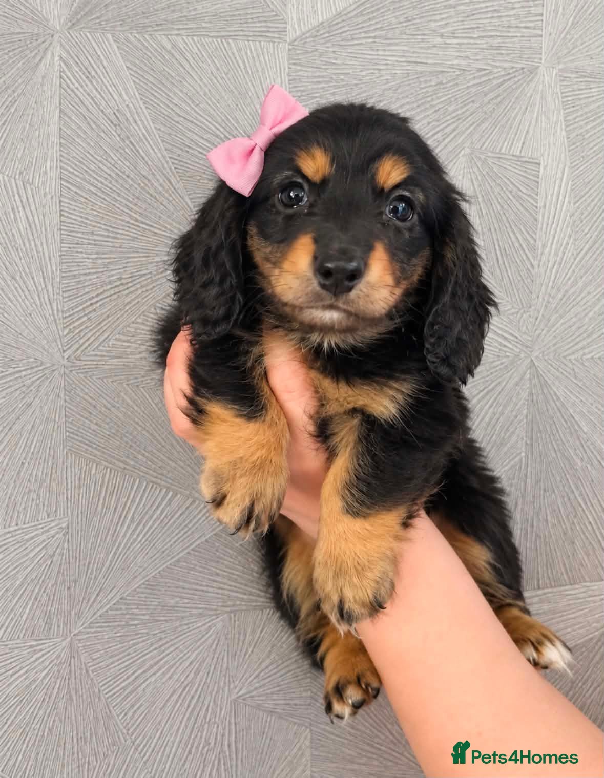 Miniature Dachshund dogs Beautiful miniature long haired dachshund female - Advert 4