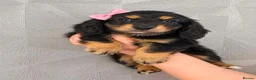 Miniature Dachshund dogs for sale: Beautiful miniature long haired dachshund female - Advert 1