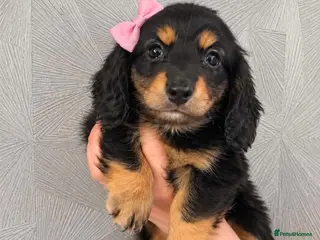Miniature Dachshund dogs Beautiful miniature long haired dachshund female - Advert 1
