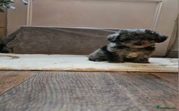Toy Poodle dogs for sale: Merle toy poodle puppys available now  - Image 2