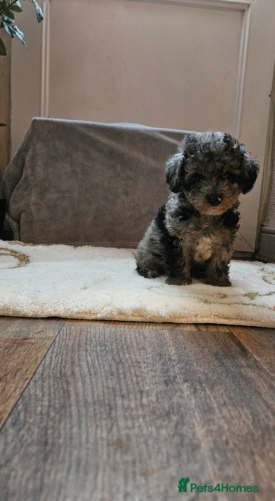 Toy Poodle dogs for sale: Merle toy poodle puppys available now  - Image 2