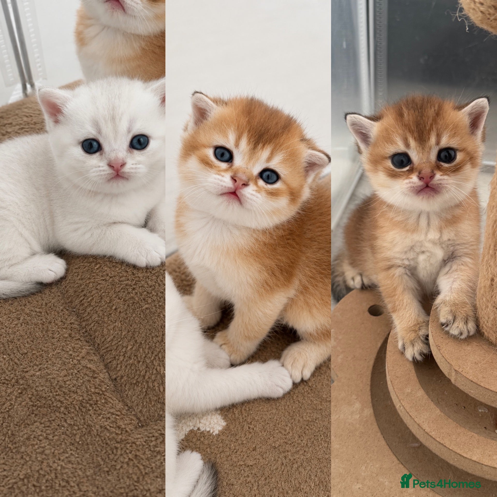 Scottish Fold cats Scottish Kittens Looking for Their Forever Homes  - Advert 1