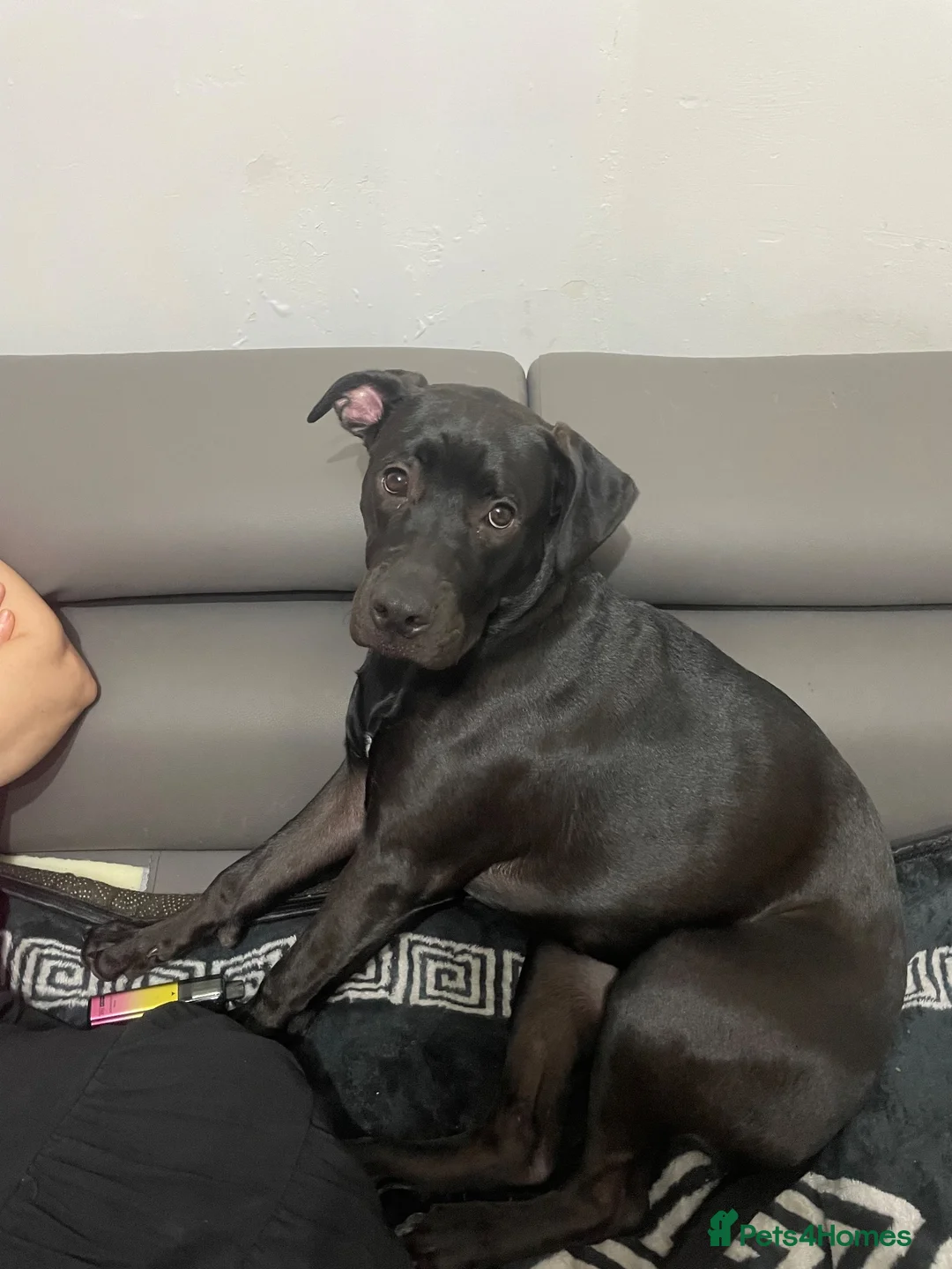 Mixed Breed dogs for sale: Zara the pup in Nuneaton - Advert 1