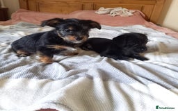 Mixed Breed dogs for sale: 💞 Beautiful Yorkie Russel Puppies 💞 - Image 20